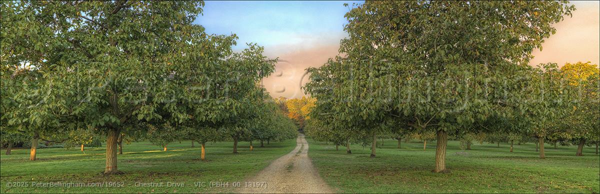 Peter Bellingham Photography Chestnut Drive - VIC (PBH4 00 13197)